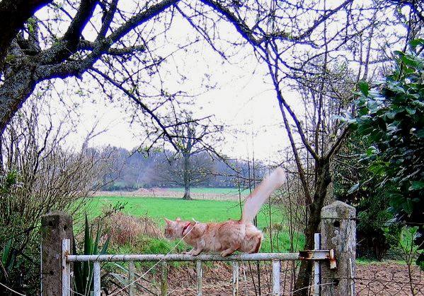 Vanille acrobate :
sur le portillon du potager!