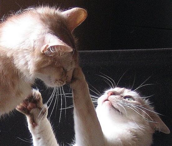 Stop! dit maman Triskell.