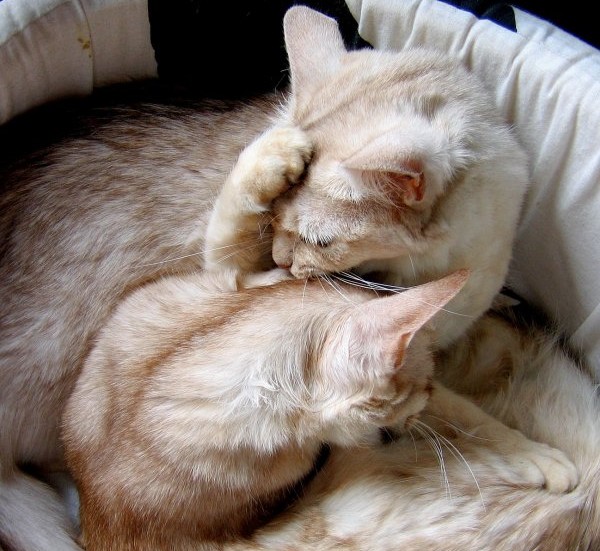 Toilette...