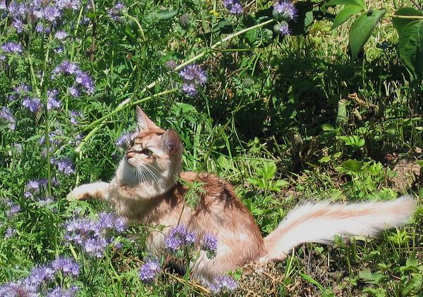 Une fleur parmi les fleurs!