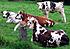 Dcouverte des vaches : mme pas peur!