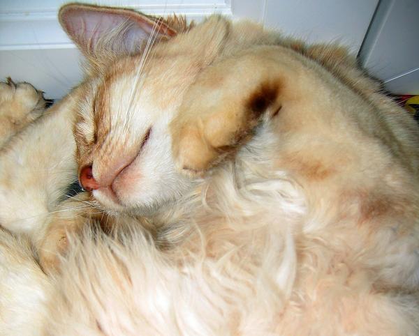 Caresse-moi...!