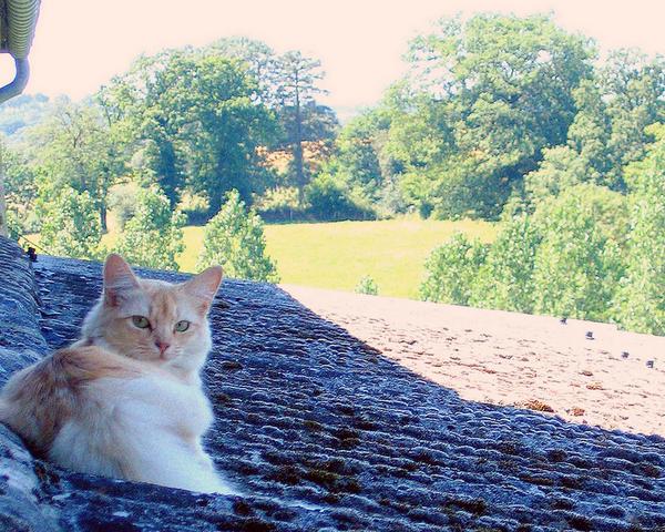 L't :
Chatte sur un toit brlant!