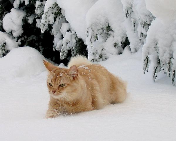 J'adore la neige :
mme pas froid!