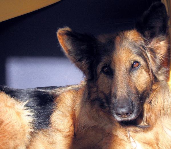 1er portrait... Quel regard!
Je t'aime ma grande ourse!