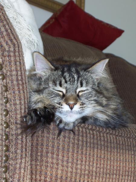 cat nap