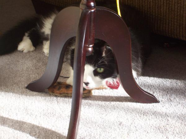 the hunter