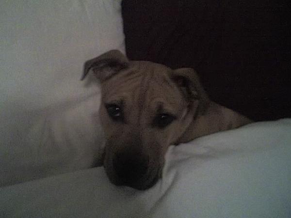 Sin in the Bed