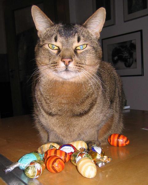 Tigris breeds eggs
