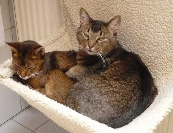 Tigris and Filou in hammock