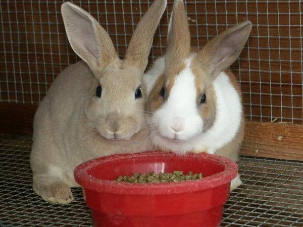 Daisy (Right). Hanna (Left)
On the 11th of December of 08', I recieved a phone call from my dad saying Hanna had to be put down because she shattered her spinal chord. Daisy is happily living with her new sister, Lily. I miss you so much Hanna. 

R.I.P Hanna