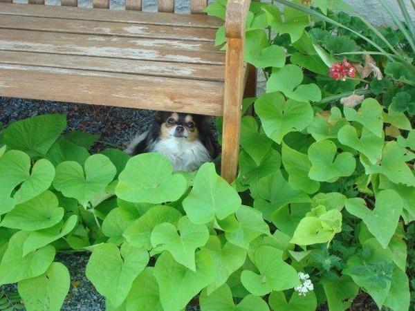 dog