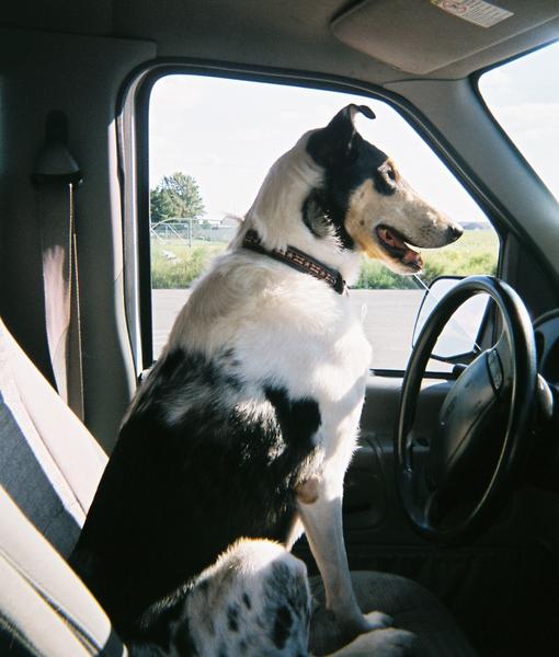 Brutus learning to drive