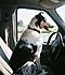 Brutus learning to drive