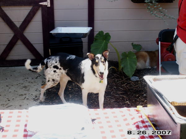 Brutus serving food at a Tri State Collie Rescue function