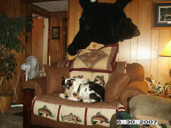 Brutus couch potato