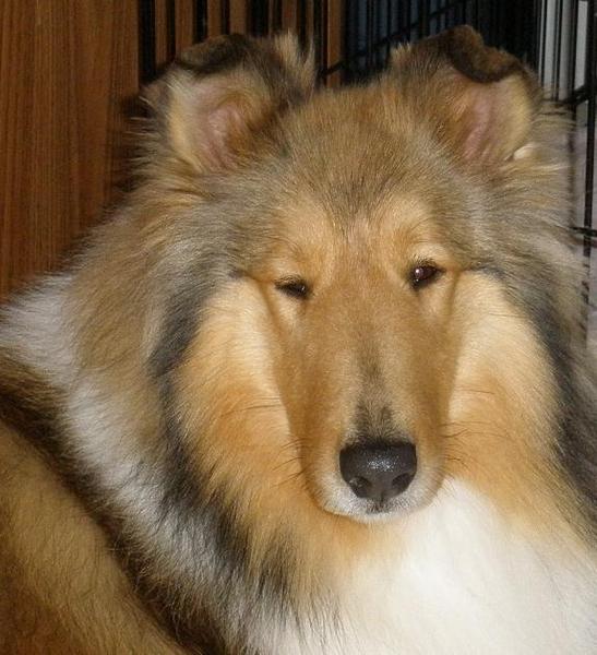 Amy - Spiritwind Amaretto at 2 yrs old