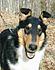 Cash - Ptd. Spiritwind The Man In Black - 6 months old