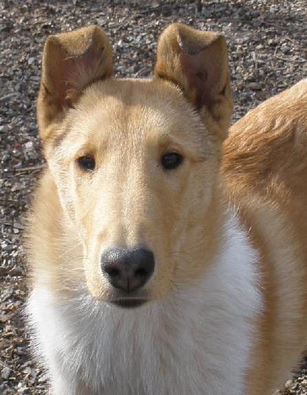 Bree - Paris daughter, litter mate to Blake