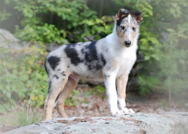 Ronin - 12 wks - a Kelsey son - littermate to Cash