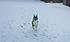 Ben running in the snow