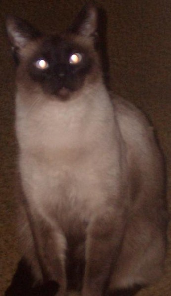Coda posing