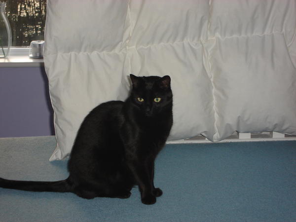 Beano waiting for the Duvet to be put back on the bed