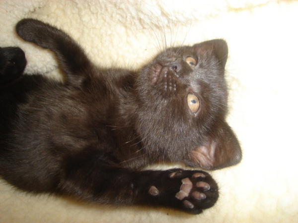 Lucy in her cats cradle