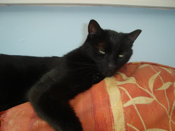Beano chilling out in the conservatory