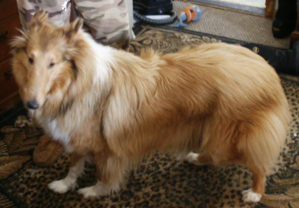 Claire 09  Demodex rescued from Tennessee