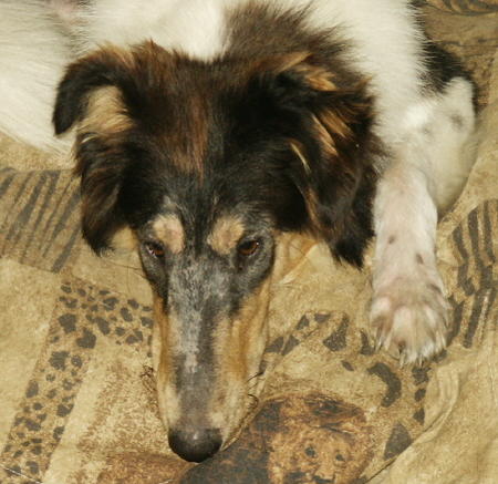 Jasmine 06  Healing with High Immune Diet and Amitraz