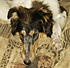 Jasmine 06  Healing with High Immune Diet and Amitraz