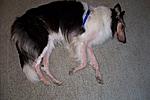Jazzy 07  Given Steroids which brought out Demodectic Mange