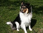 Jazzy 07  All healed ready for her forever home