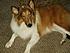 Milly 06  Healed ready for forever home