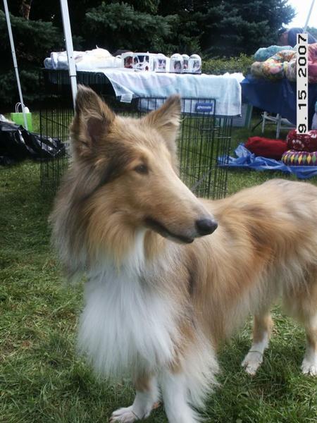 Cassie 07  Starved chained to dumpster by drug dealers