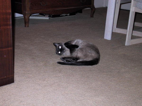 ChenMao, my RB kitty, playing Squirmy Girl