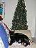 Bear - Christmas 2008