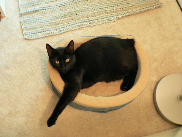 A young Bear in his bed
