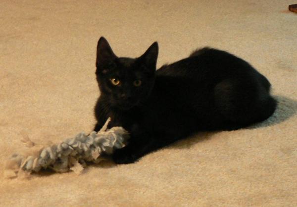 A young Bear n his swiffer pet