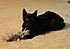 Bear:  A big, black, Manx cat!