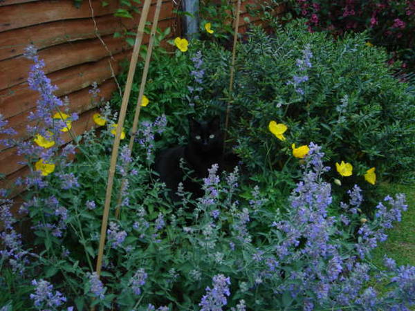 Beano posing with catnip and poppies