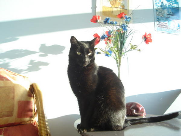 Beano in the sun