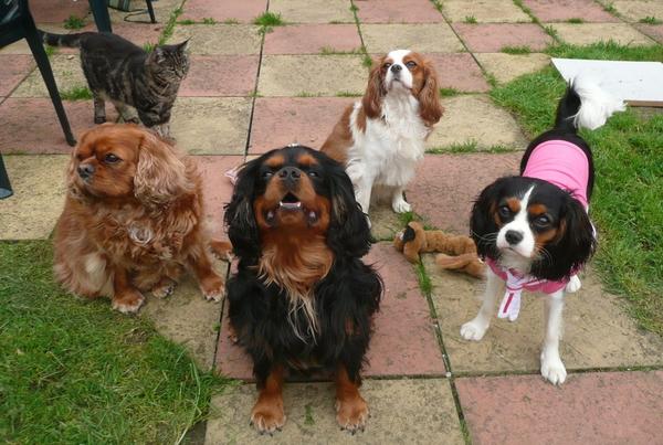 4 dogs plus cat