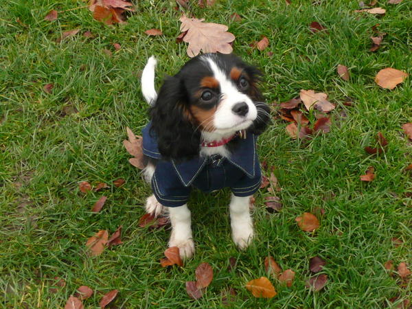dogs068