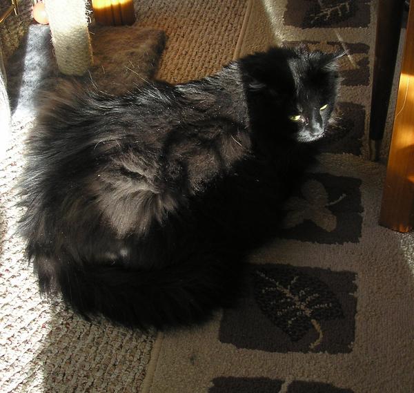Sun-spackled Cole :-)