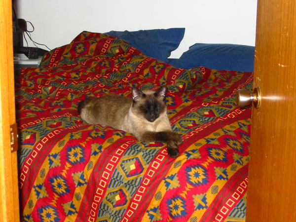 Coda comfy in the bed