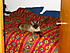 Coda comfy in the bed