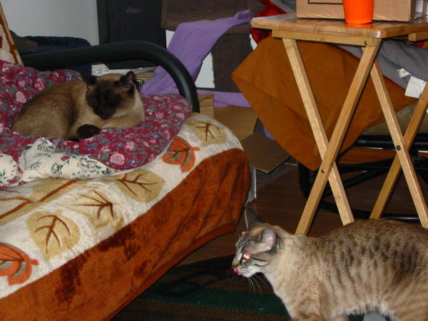 First pic with Coda and Heidi in it.