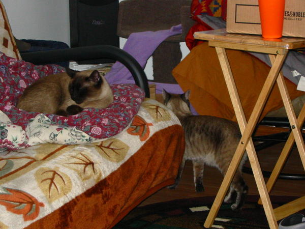 Heidi circling Coda while he sleeps.